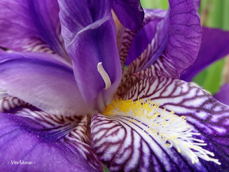 2015 04 24 fleurs d iris 2 rs
