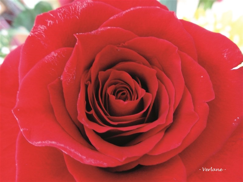 Coeur rose rs